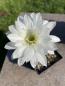 Preview: Echinopsis Hybr. weiss